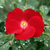 Rdeča - Pokrovne vrtnice - Apache ®